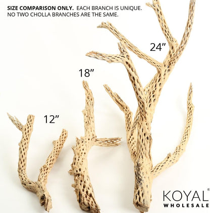 Cholla Wood Aquarium Branches, Airplants Decor, Reptile Perch, Natural Home Decoration, Chew Toy Dried Cactus Wood (24-Inch)